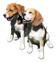 dog training secret